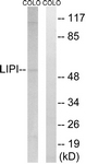 C16481-1 - LIPI