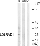 C16503-1 - LDLRAD1