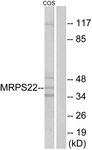 C16654-1 - MRPS22