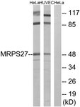 C16656-1 - MRPS27
