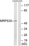 C16659-1 - MRPS30