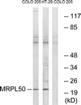 C16675-1 - MRPL50