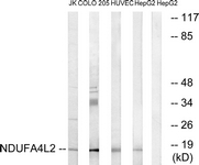 C16822-1 - NDUFA4L2