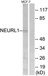 C16904-1 - NEURL
