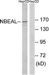 C16920-1 - NBEAL1