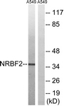C17124-1 - NRBF2