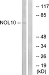 C17154-1 - NOL10