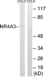 C17569-1 - NR4A3