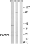 C17633-1 - PXMP4