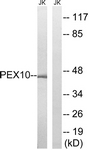 C17648-1 - Peroxin 10 / PEX10 / RNF69