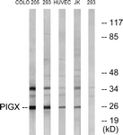 C17700-1 - PIGX