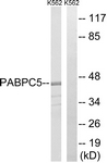 C17767-1 - PABPC5