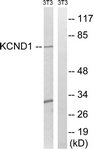 C17800-1 - KCND1