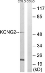 C17810-1 - KCNG2