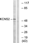 C17827-1 - KCNS2