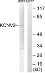 C17829-1 - KCNV2