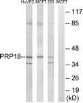 C17852-1 - PRPF18