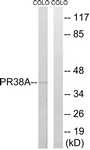 C17853-1 - PRPF38A