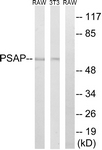 C17862-1 - PSAP