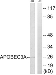 C17869-1 - APOBEC3A
