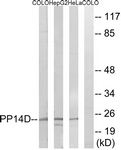 C18009-1 - PPP1R14D