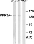 C18014-1 - PPP1R3A