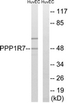 C18018-1 - PPP1R7