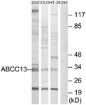 C18078-1 - ABCC13