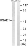 C18142-1 - RSAD1