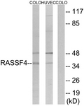 C18182-1 - RASSF4