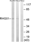 C18364-1 - ARHGAP1