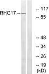 C18367-1 - ARHGAP17
