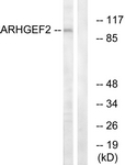 C18399-1 - ARHGEF2