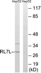 C18424-1 - RPL7L1