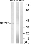 C18509-1 - Septin-2