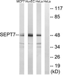 C18513-1 - Septin-7