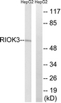 C18608-1 - RIOK3