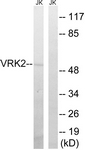 C18630-1 - VRK2