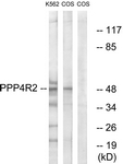 C18662-1 - PPP4R2