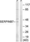 C18683-1 - SERPINB7