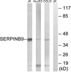 C18685-1 - SERPINB9