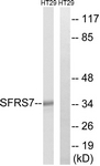 C18943-1 - SFRS7