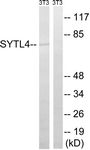 C19024-1 - SYTL4
