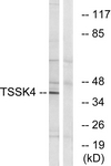 C19097-1 - TSSK4