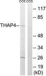 C19099-1 - THAP4