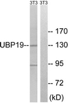 C19364-1 - USP19