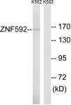 C19603-1 - ZNF592