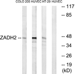 C19634-1 - ZADH2