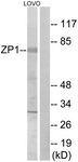 C19635-1 - ZP1
