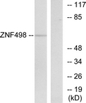 C19675-1 - ZNF498